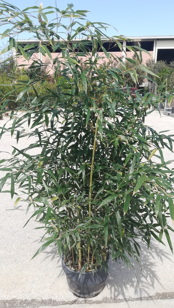 BAMBUSA