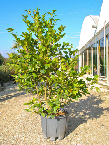 CAMELIA