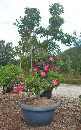 CAMELIA