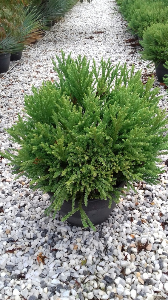 CRYPTOMERIA