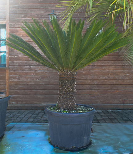 CYCAS