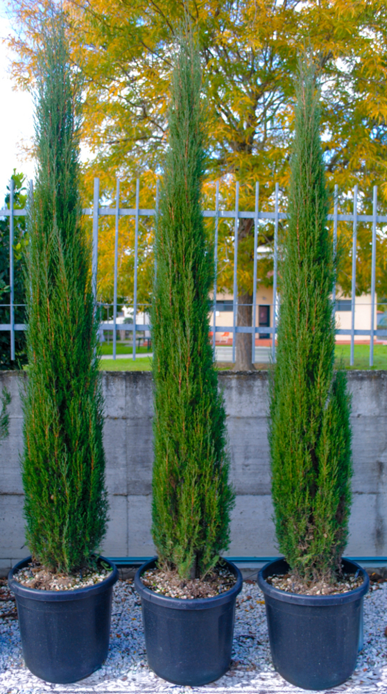 CUPRESSUS