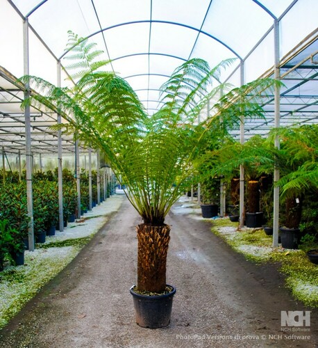 DICKSONIA