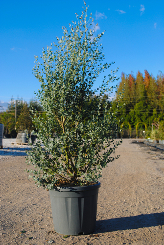 EUCALYPTUS