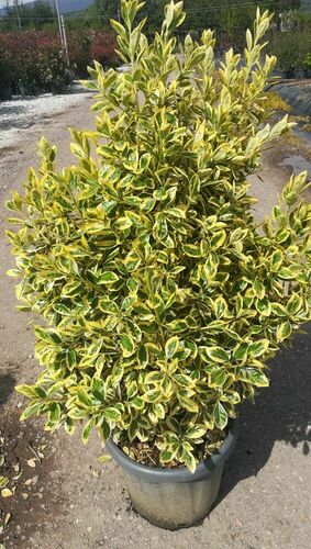 EUONYMUS