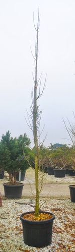 GINKGO 