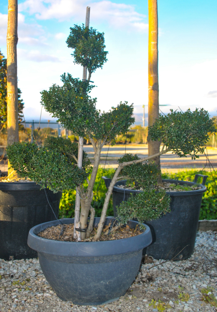ILEX CRENATA