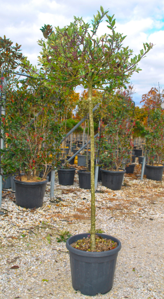 ILEX AQUIFOLIUM 
