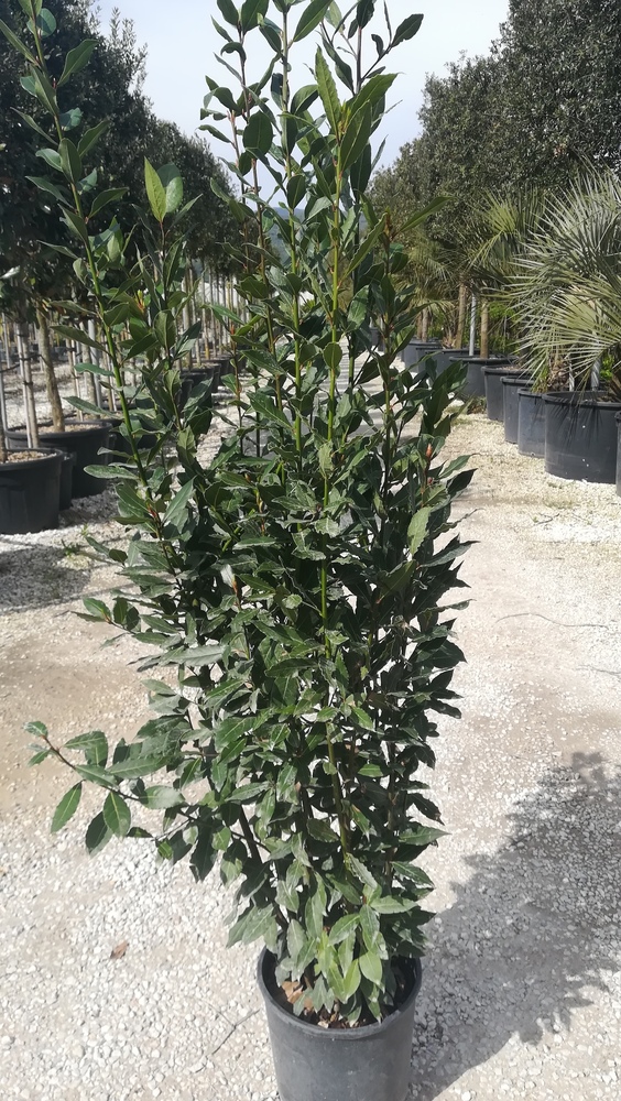 LAURUS