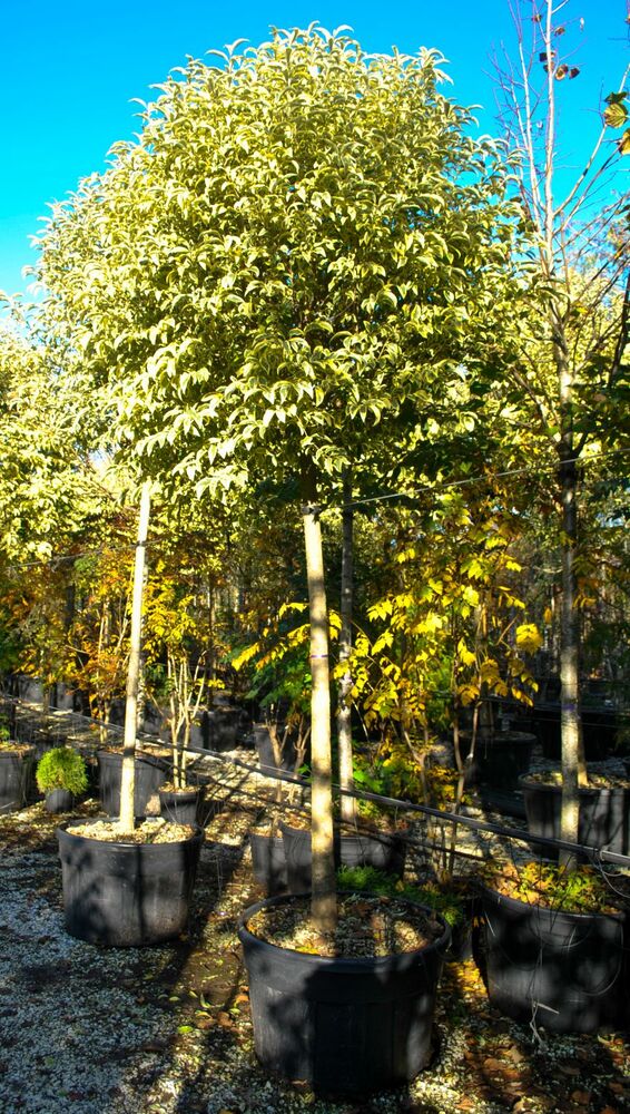 LIGUSTRUM