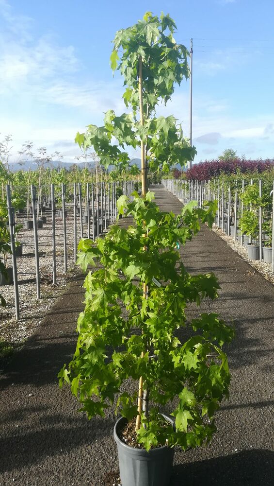 LIQUIDAMBAR