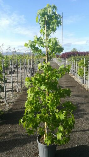 LIQUIDAMBAR