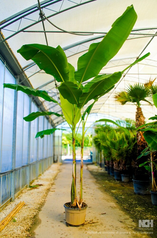 MUSA