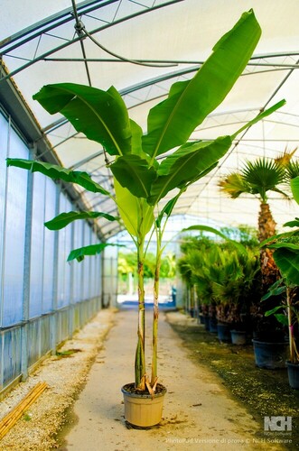 MUSA