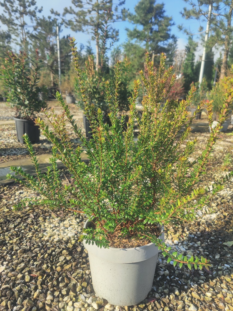 MYRTUS 