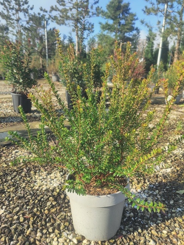MYRTUS 