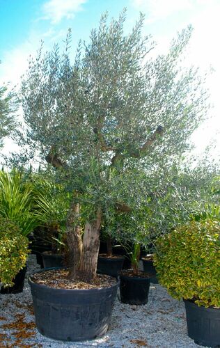 OLEA