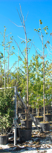 PAULOWNIA 