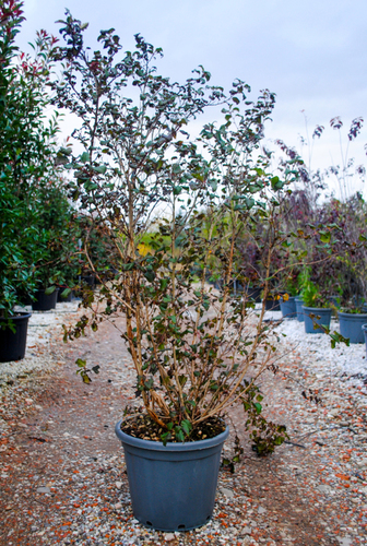 PHYSOCARPUS