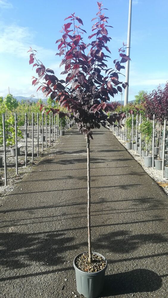 PRUNUS CERASIFERA 