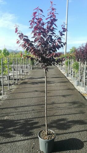 PRUNUS CERASIFERA 