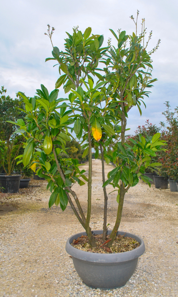 PRUNUS LAUROCERASUS