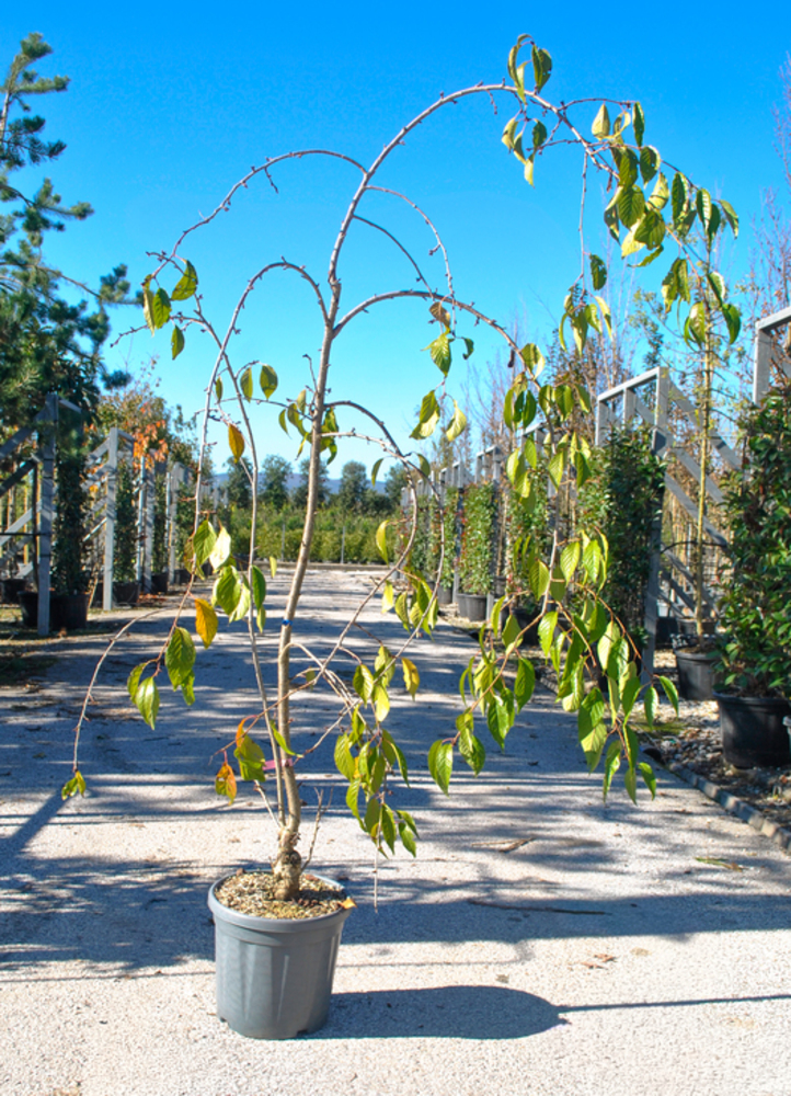 PRUNUS SERRULATA 