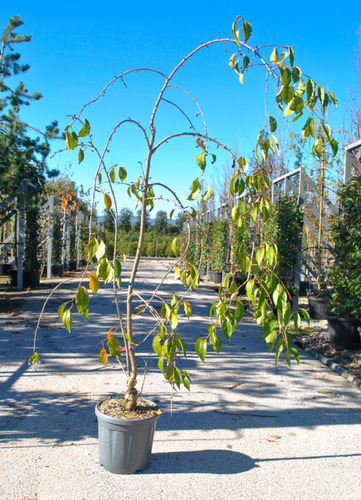PRUNUS SERRULATA 