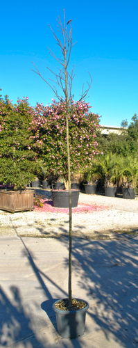PRUNUS VIRGINIAN