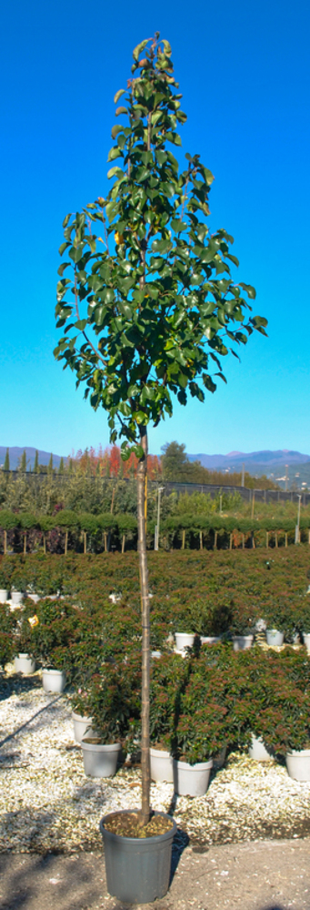 PYRUS