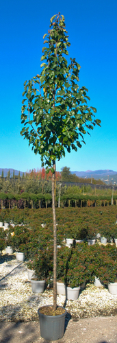 PYRUS