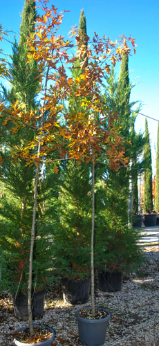 QUERCUS PALUSTRIS