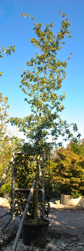 QUERCUS