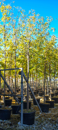 ROBINIA