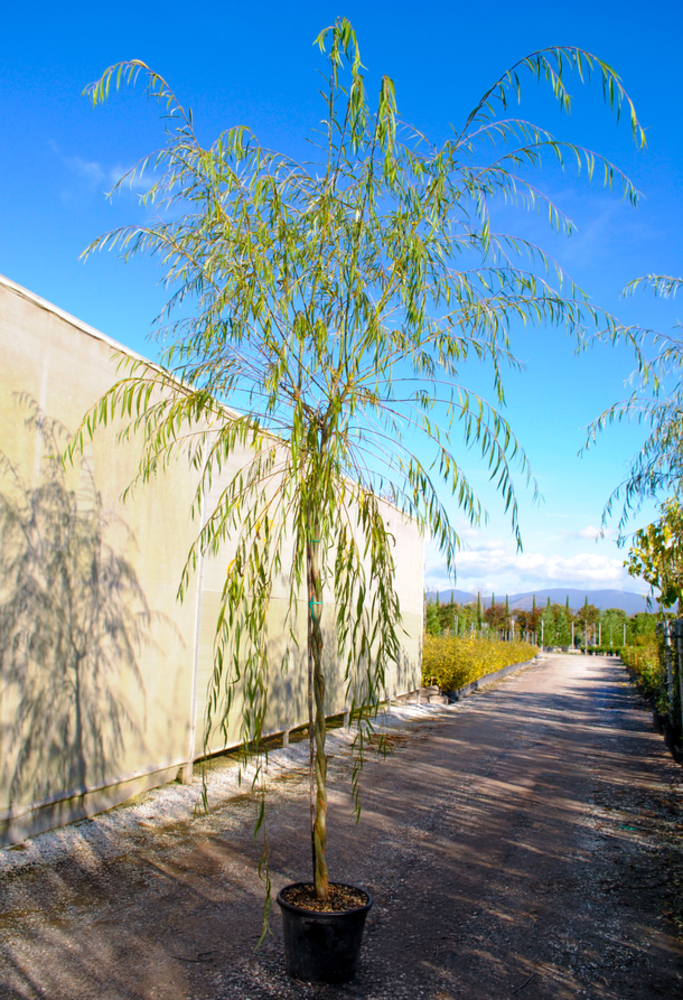 SALIX