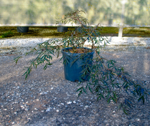 SAMBUCUS