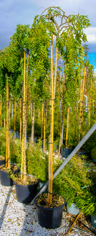 SOPHORA