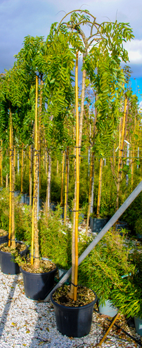 SOPHORA