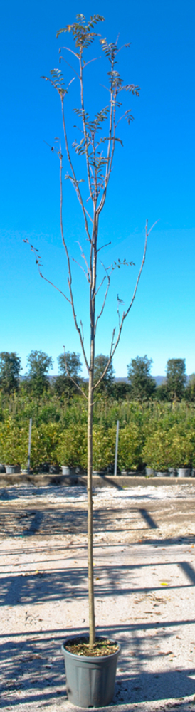 SORBUS