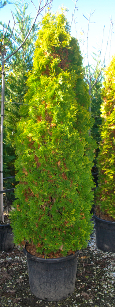 THUJA