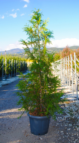 THUJA PLICATA