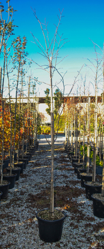 TILIA