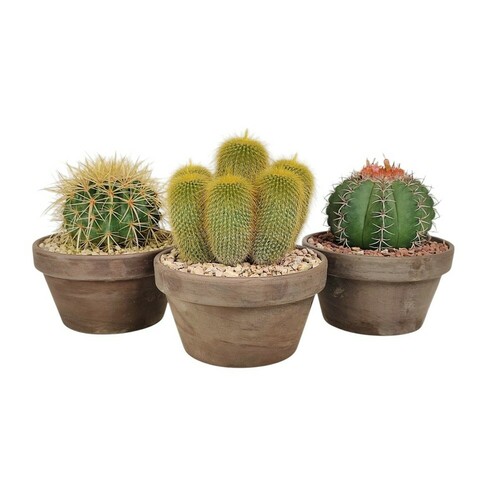 TERRE CUITE BASALTE Ø 15 MÉLANGE DE CACTUS - EN BOÎTE CARTON 15X15 CM