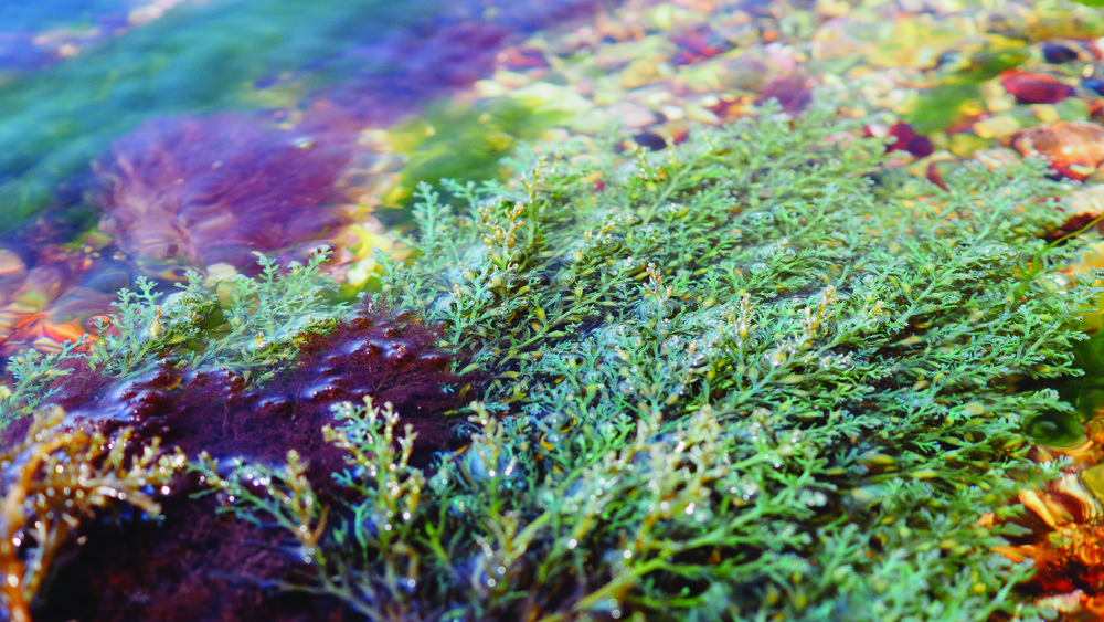 BLUE ALGA