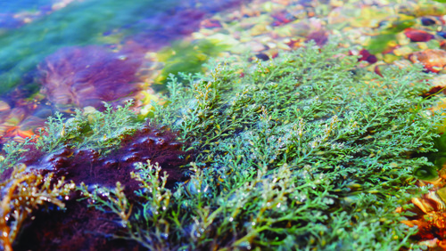 BLUE ALGA