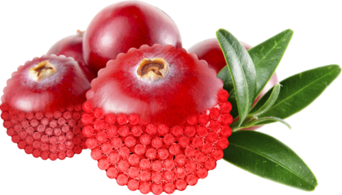 Vegan DDS Alpha Arbutin