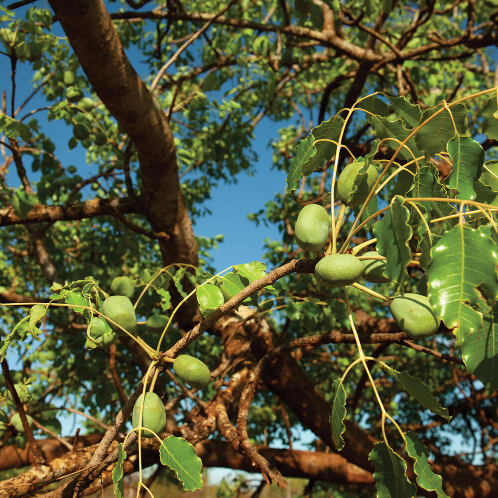 Marula oil