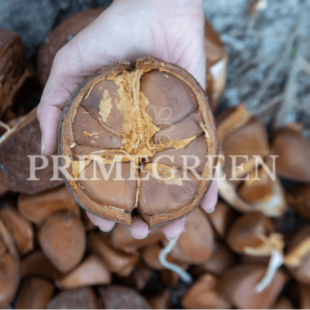 Andiroba Oil