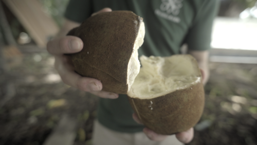 Cupuaçu Butter