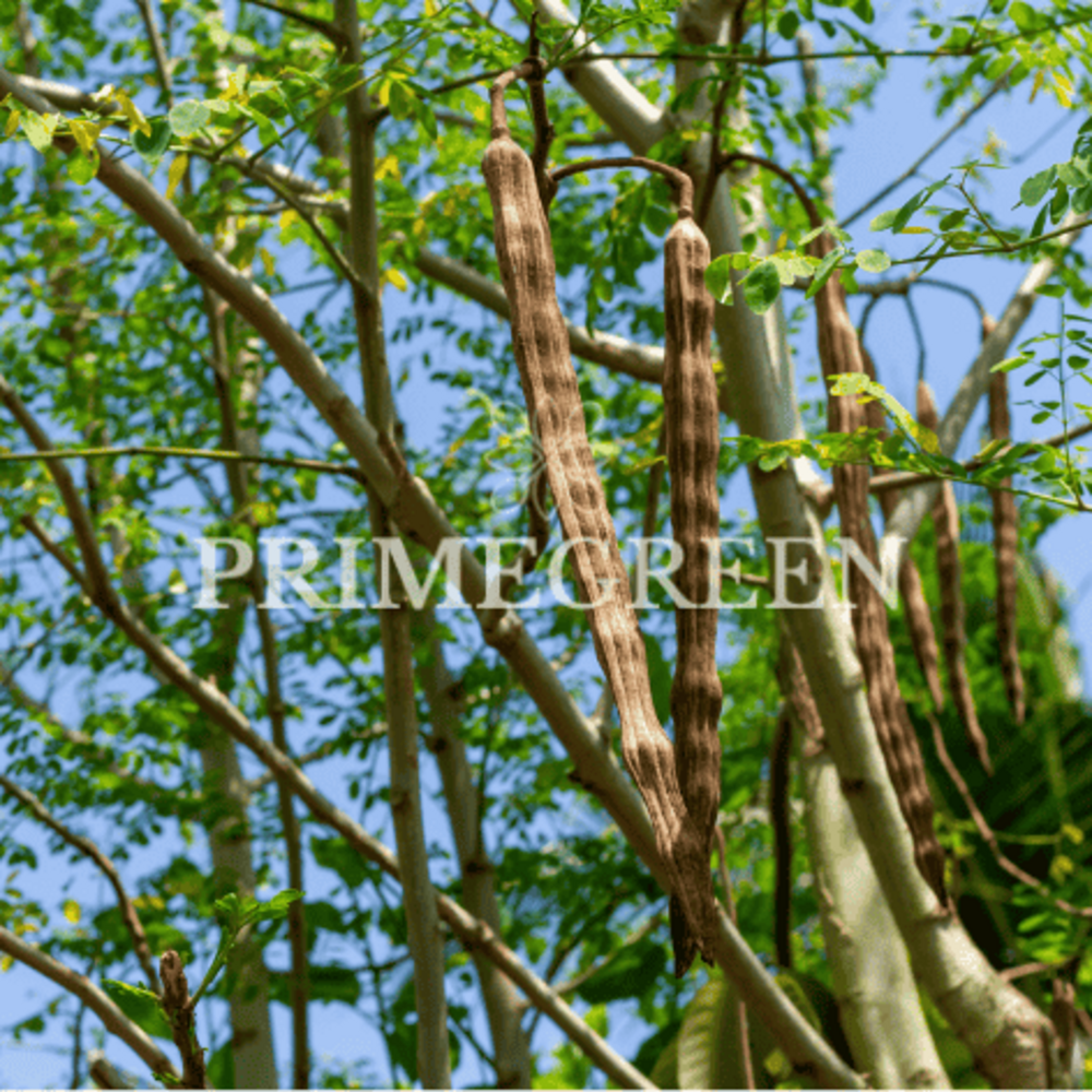 Moringa Oil
